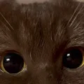 kaiii